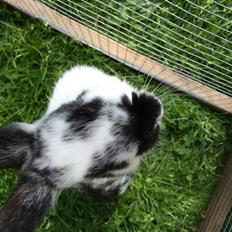 Kanin Mælkebøttegaardens Kiwi