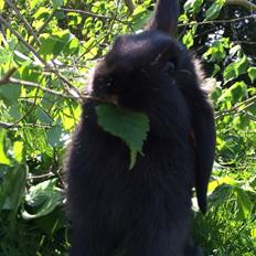 Kanin Mælkebøttegaardens Figen