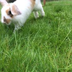 Kanin Mælkebøttegaardens Mango