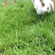 Kanin Mælkebøttegaardens Mango