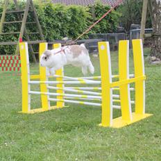 Kanin Bjørkvangs Miina