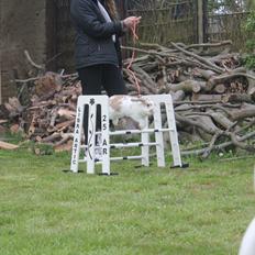 Kanin Bjørkvangs Miina