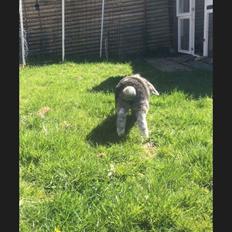 Kanin *Stampe* Aflivet