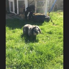 Kanin *Stampe* Aflivet