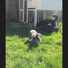 Kanin *Stampe* Aflivet