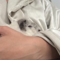 Marsvin *Bagge's Buddha*