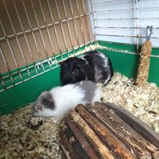 Marsvin *Bagge's Buddha*