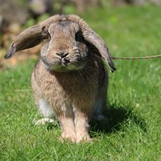 Kanin | Zincerellas Dance of Dragons