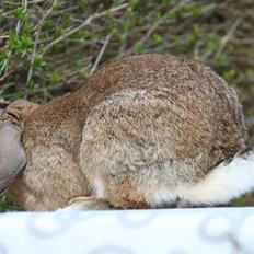 Kanin | Zincerellas Dance of Dragons