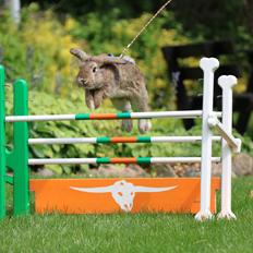 Kanin | Zincerellas Dance of Dragons