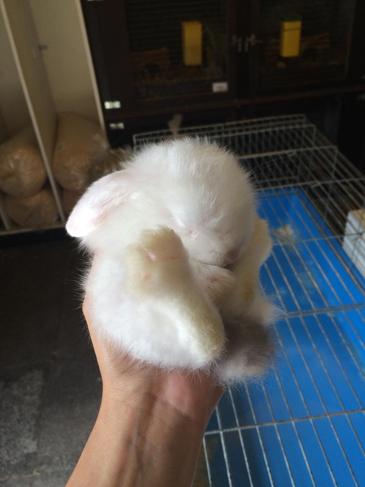 Kanin Preben billede 1