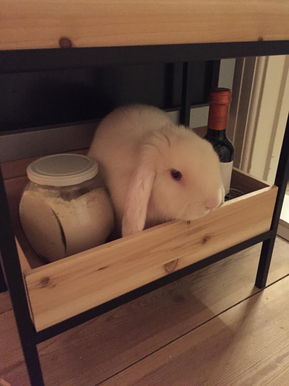 Kanin Preben billede 5