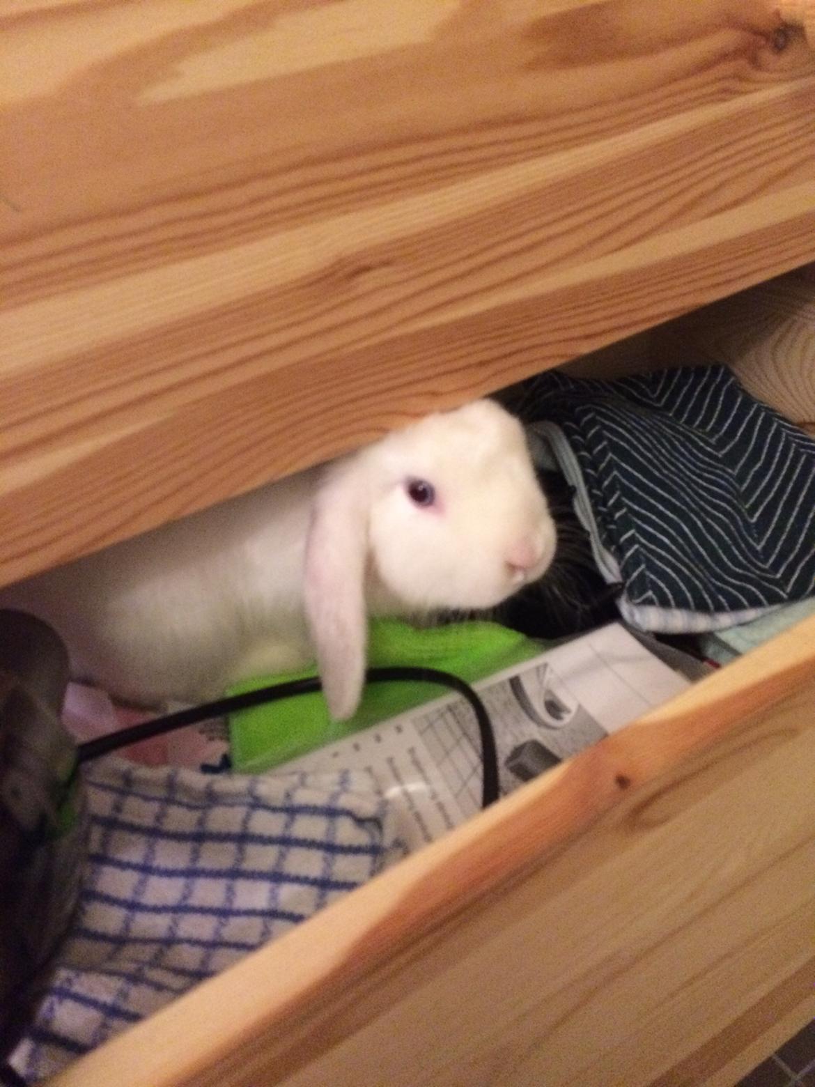 Kanin Preben billede 4