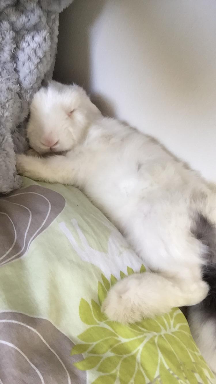 Kanin Preben billede 7