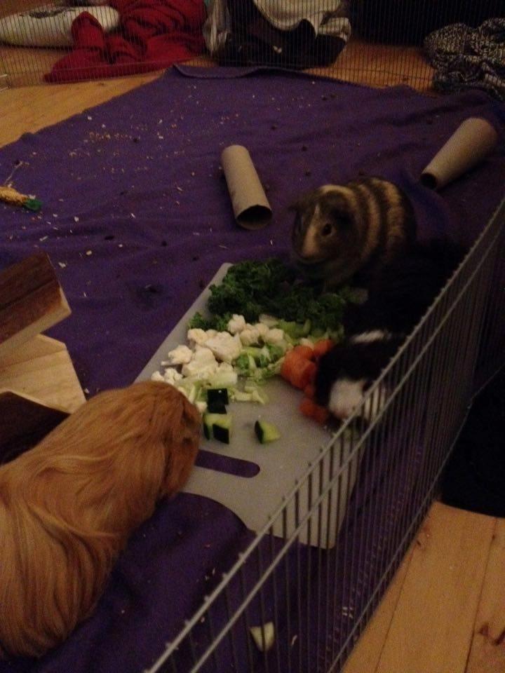 Marsvin Carla billede 10