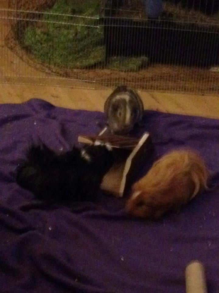 Marsvin Carla - Vippe sjov billede 14