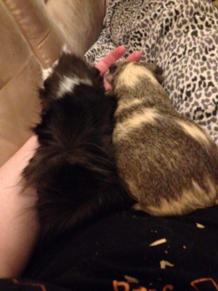 Marsvin Carla billede 5