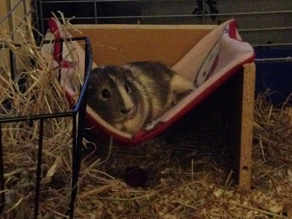 Marsvin Carla - Just chillin'! billede 6