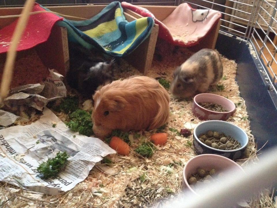 Marsvin Carla - Vi er flyttet i lejlighedskompleks! billede 13