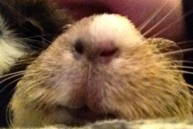 Marsvin Carla - Snude <3 billede 7