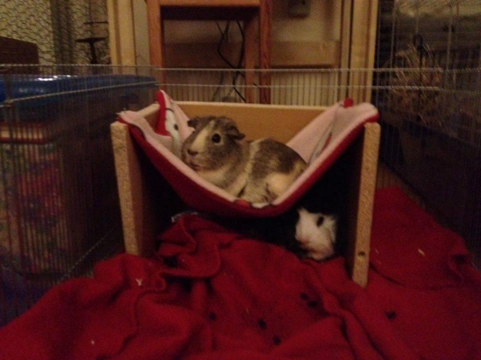 Marsvin Carla billede 9