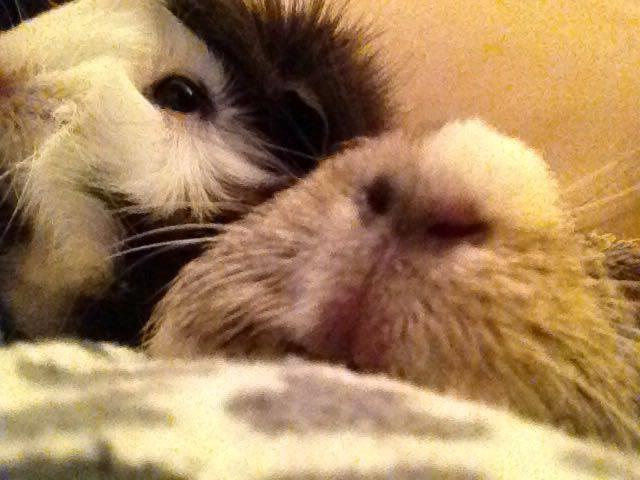 Marsvin Carla billede 8