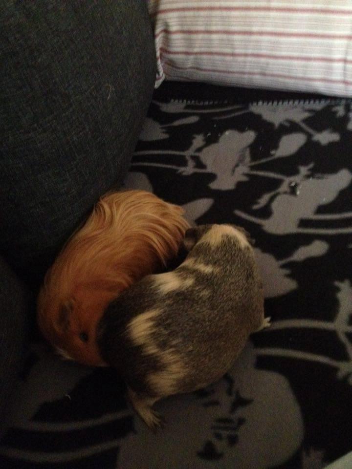 Marsvin Carla - Første møde med Futte billede 11