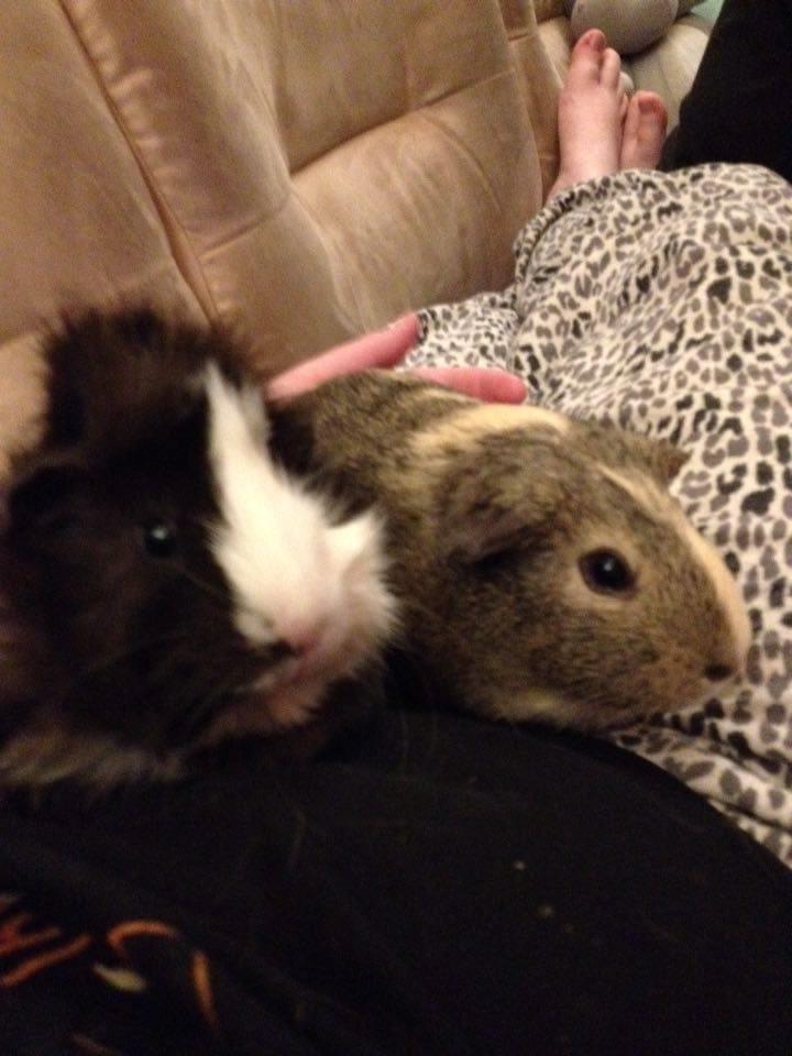 Marsvin Carla - Mig og Pjusketrolden billede 4