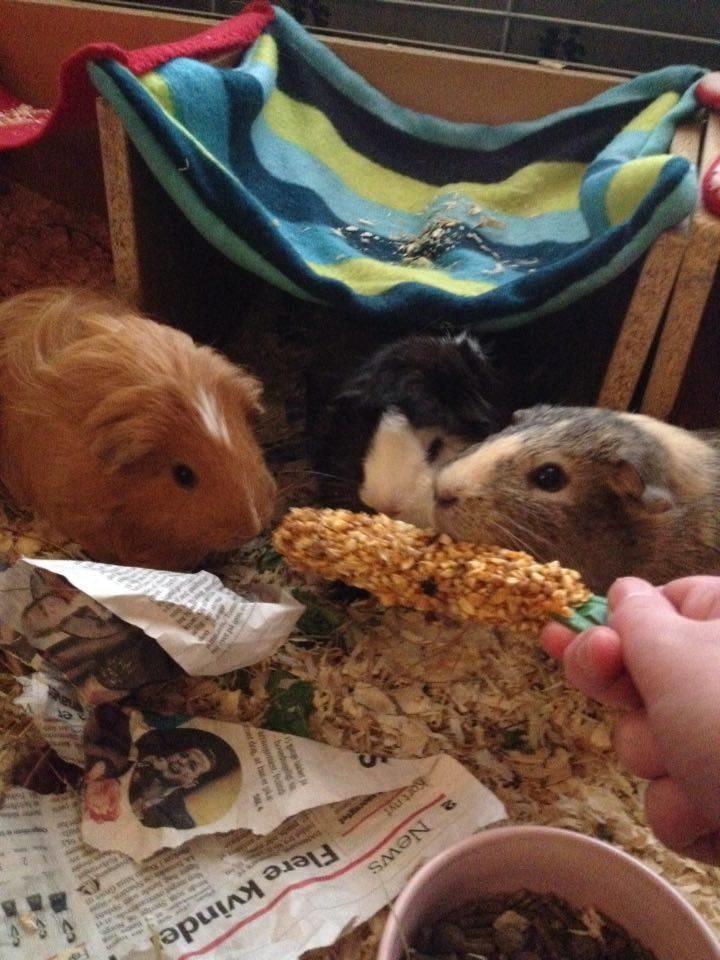 Marsvin Carla - Nom nom nom billede 12