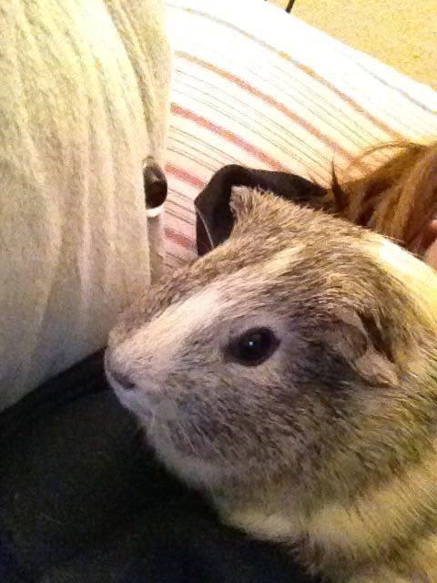 Marsvin Carla - Hejsa. Mit navn er Carla. Er jeg ikke lækker? billede 1