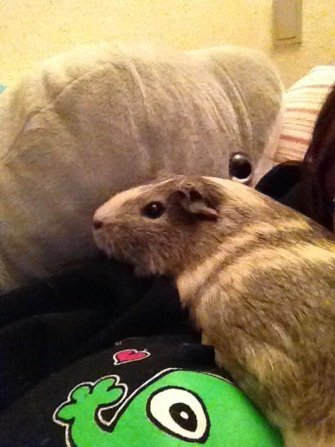 Marsvin Carla billede 3