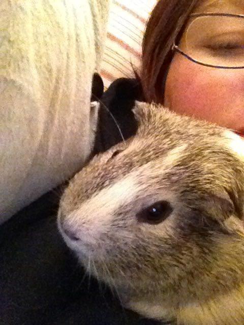 Marsvin Carla billede 2