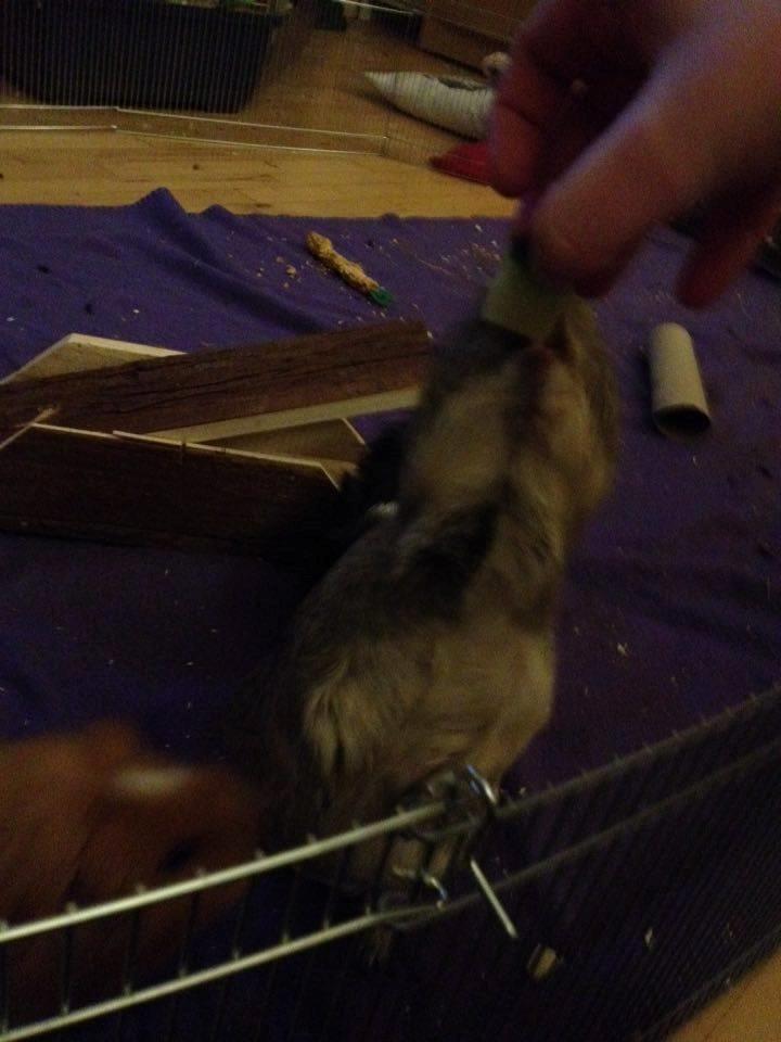 Marsvin Carla - Jeg kan stå på bagben! :D billede 15