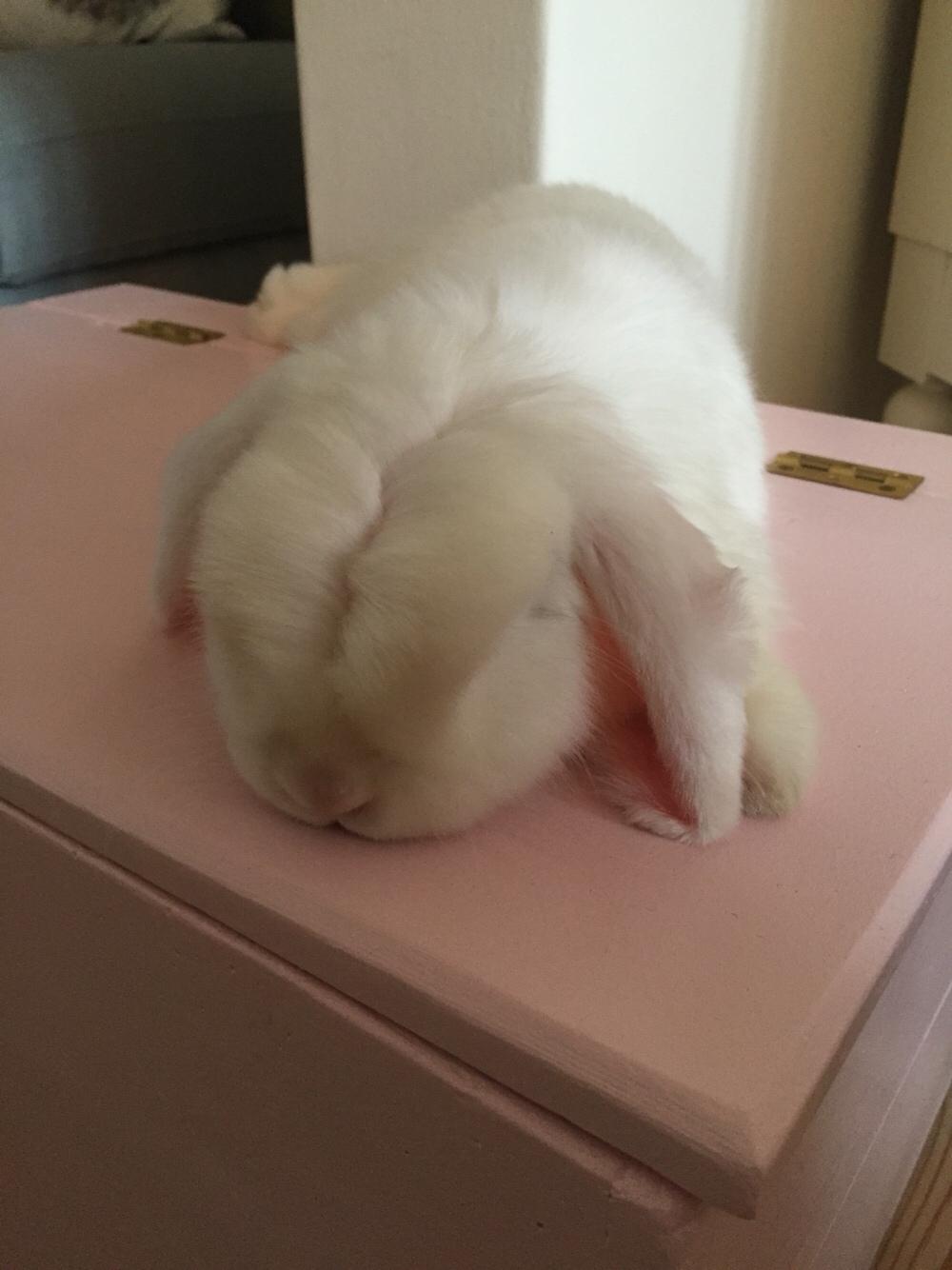 Kanin Preben billede 8