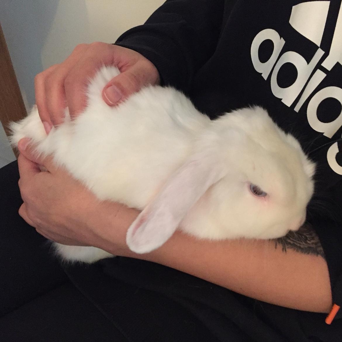 Kanin Preben billede 6