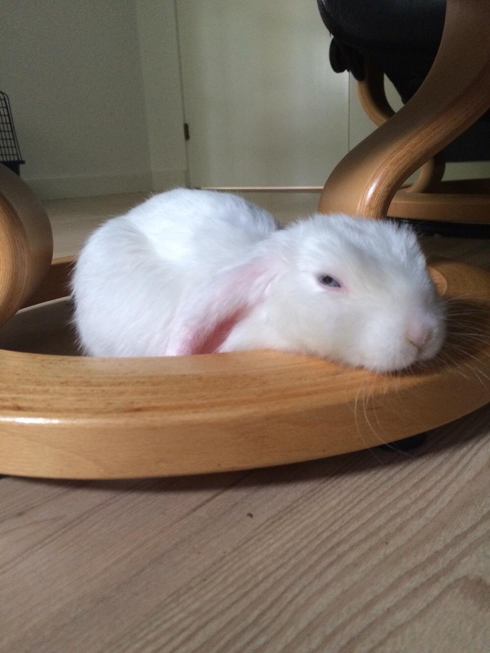 Kanin Preben billede 9