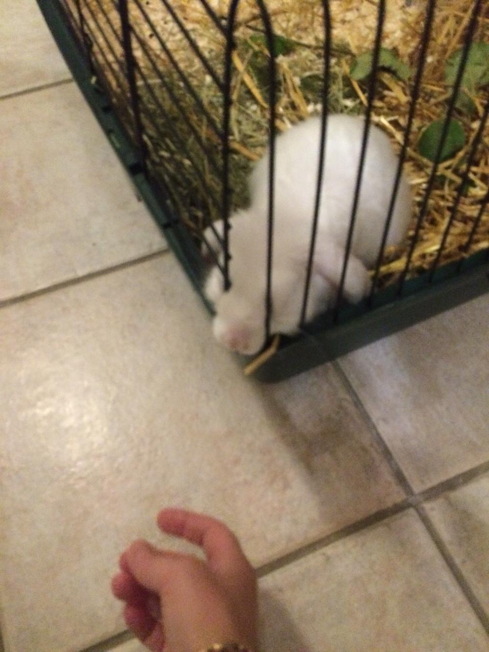 Kanin Preben billede 10