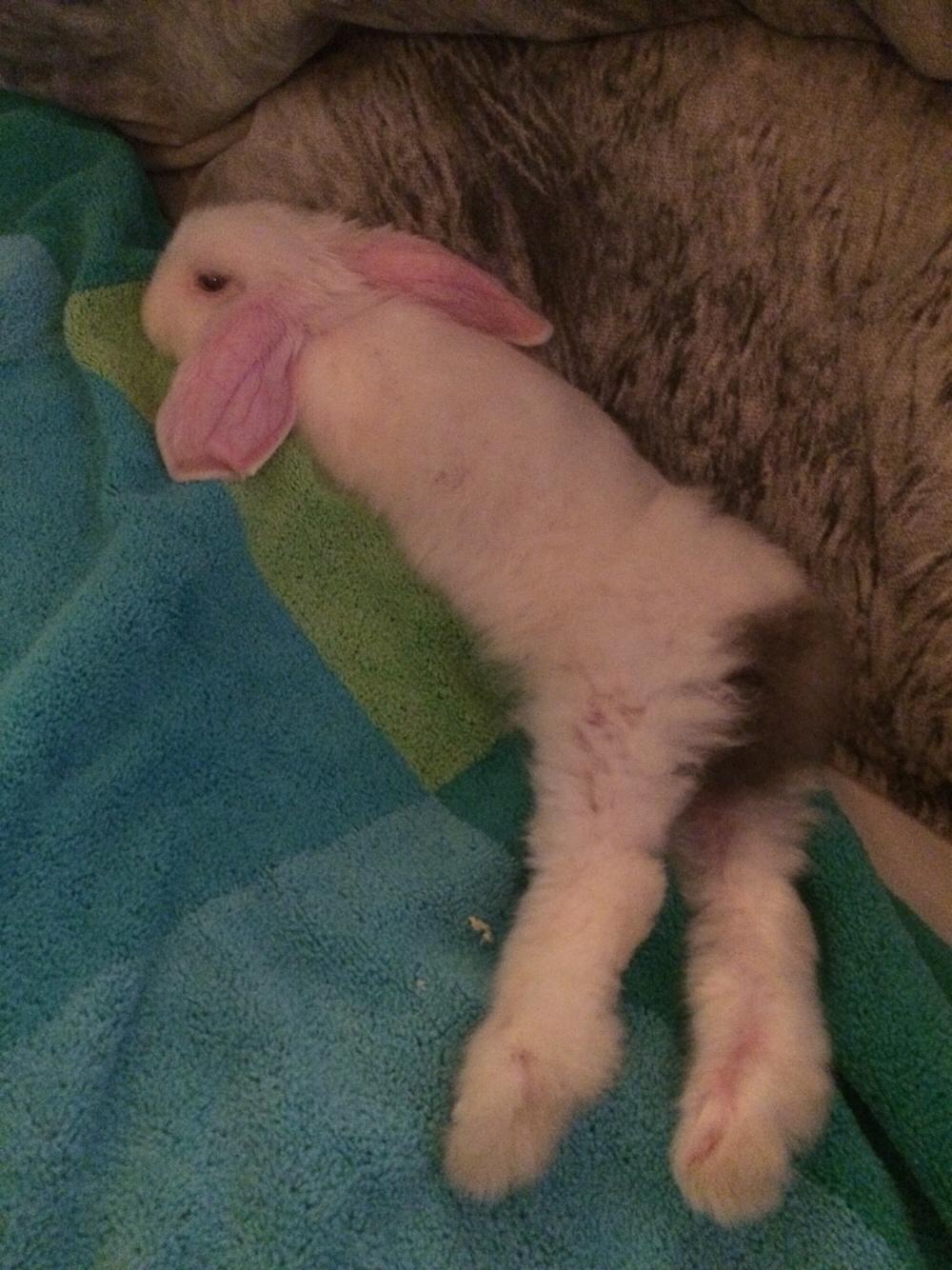 Kanin Preben billede 12