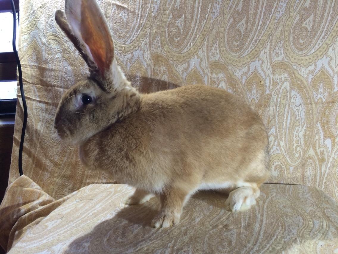 Kanin Stald Jordbro's Wilma Flidendstone billede 13
