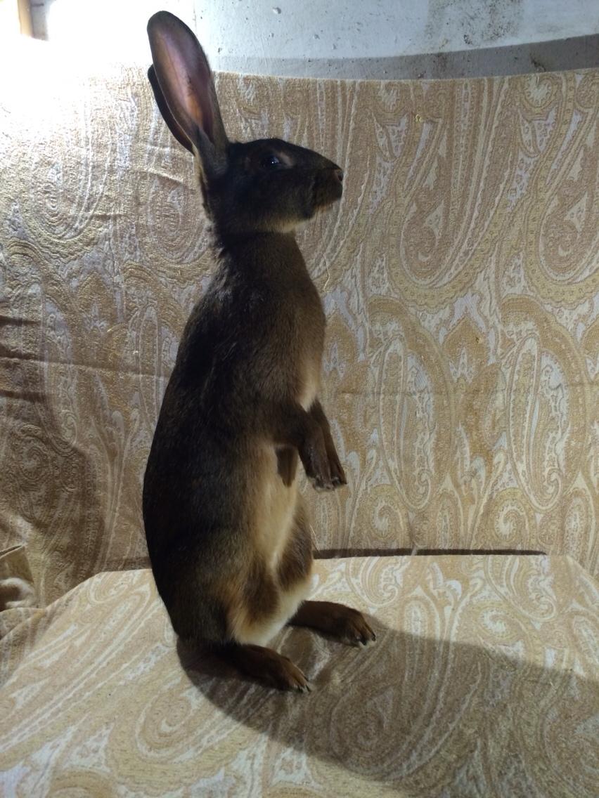 Kanin Stald Jordbro's Lepus billede 2
