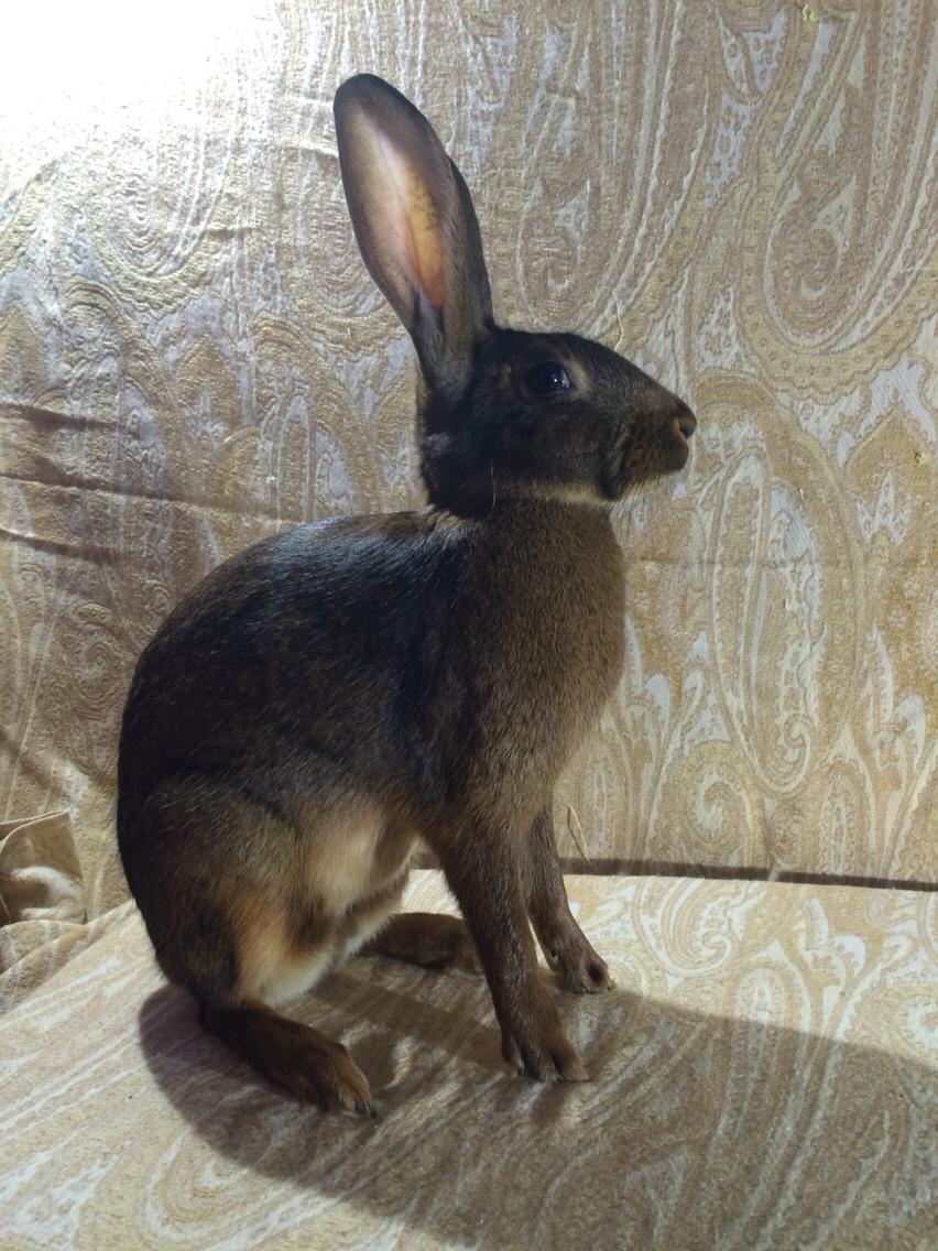 Kanin Stald Jordbro's Lepus billede 1