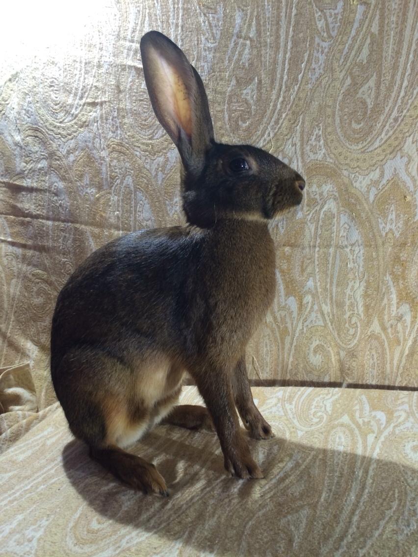 Kanin Stald Jordbro's Lepus billede 3