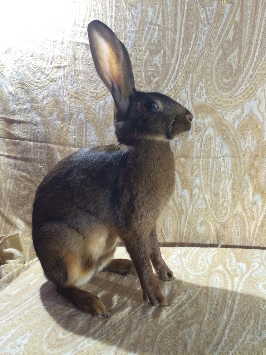 Kanin Stald Jordbro's Lepus billede 4