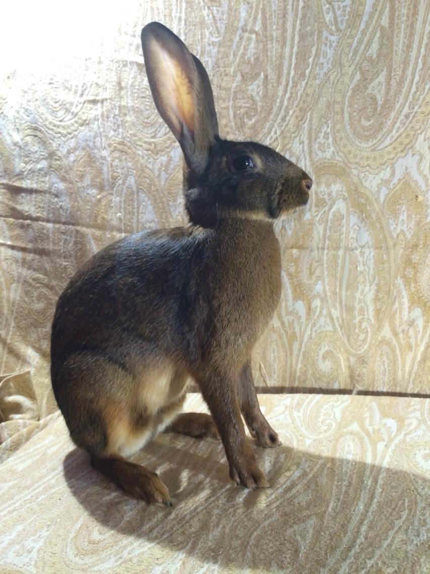 Kanin Stald Jordbro's Lepus billede 5