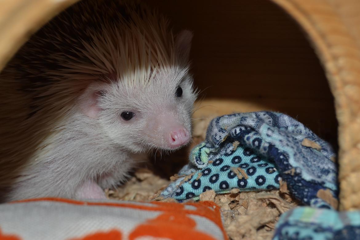 Pindsvin Snowie  billede 10