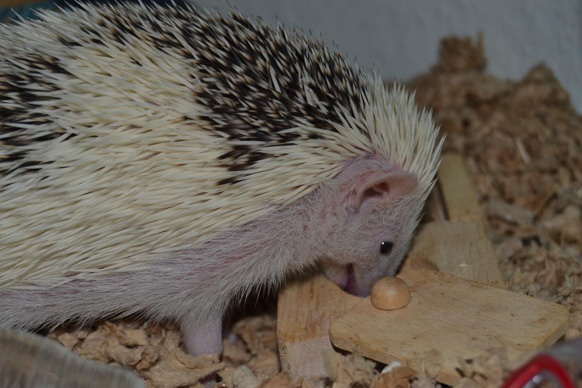 Pindsvin Snowie  billede 22