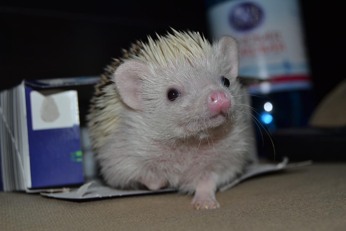 Pindsvin Snowie  billede 25