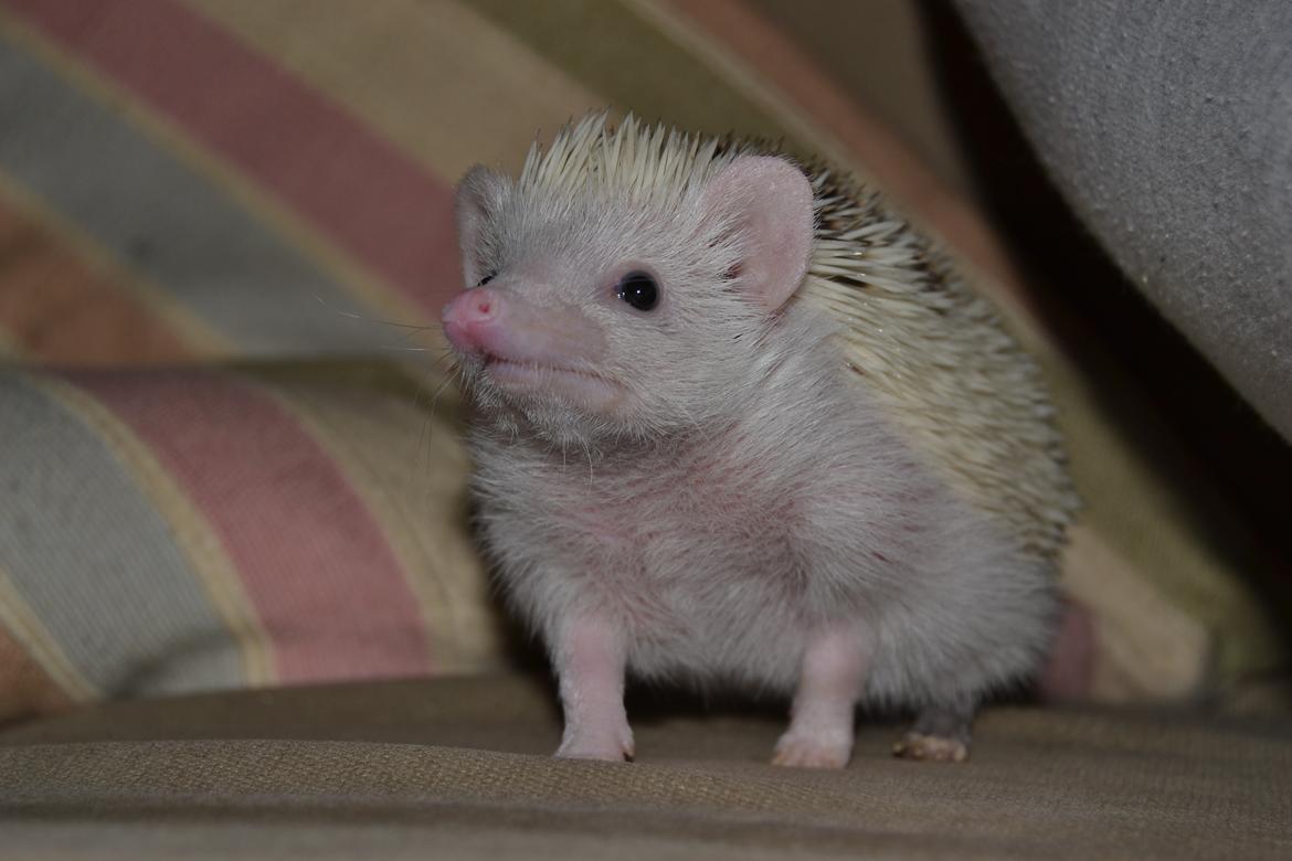 Pindsvin Snowie  billede 2