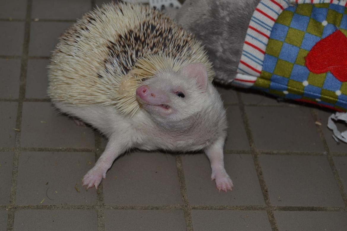 Pindsvin Snowie  billede 27