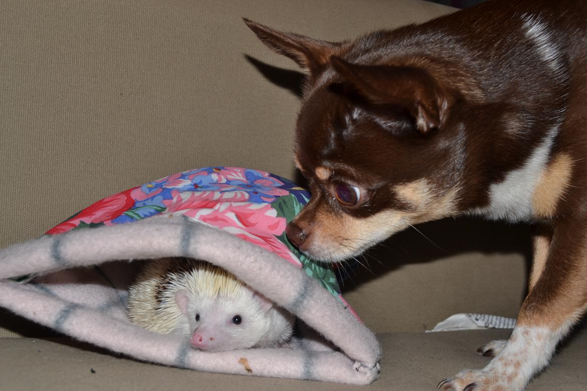 Pindsvin Snowie  billede 7